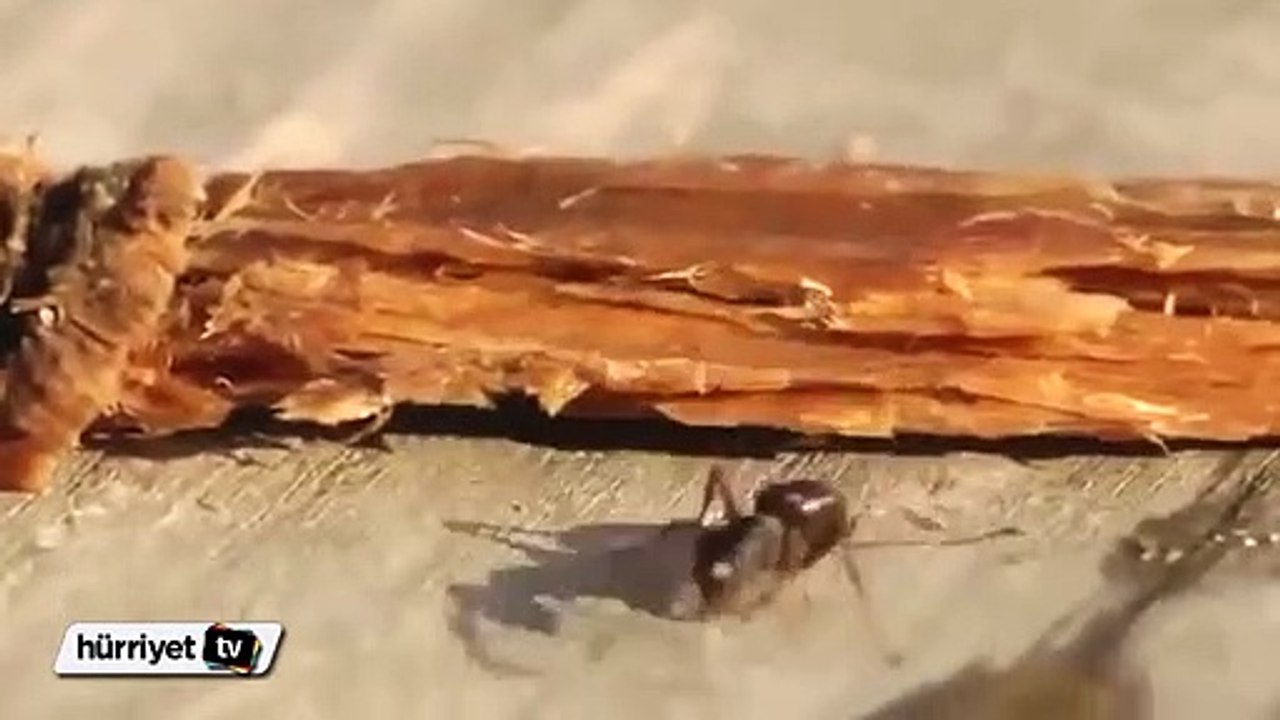 Kafası güzel olan karınca