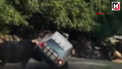 Gergedan, eğitmenin otomobilini hurdaya çevirdi