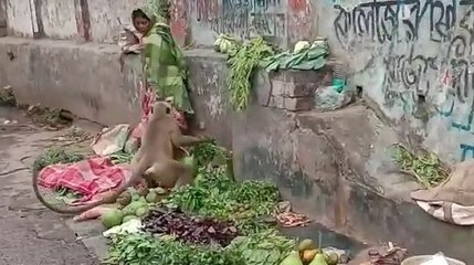 হনুমানের আতঙ্কে এলাকাবাসী, খাঁচা পেতে গেল বনদপ্তর |OneIndia Bengali