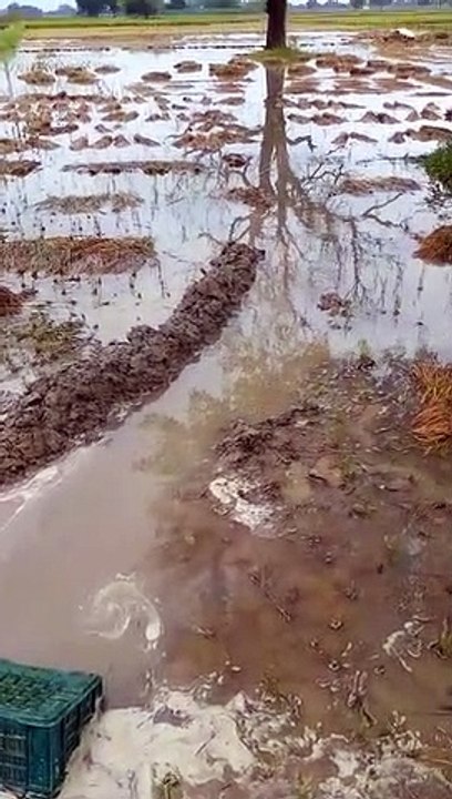 धान के खेतों में भरा हुआ पानी