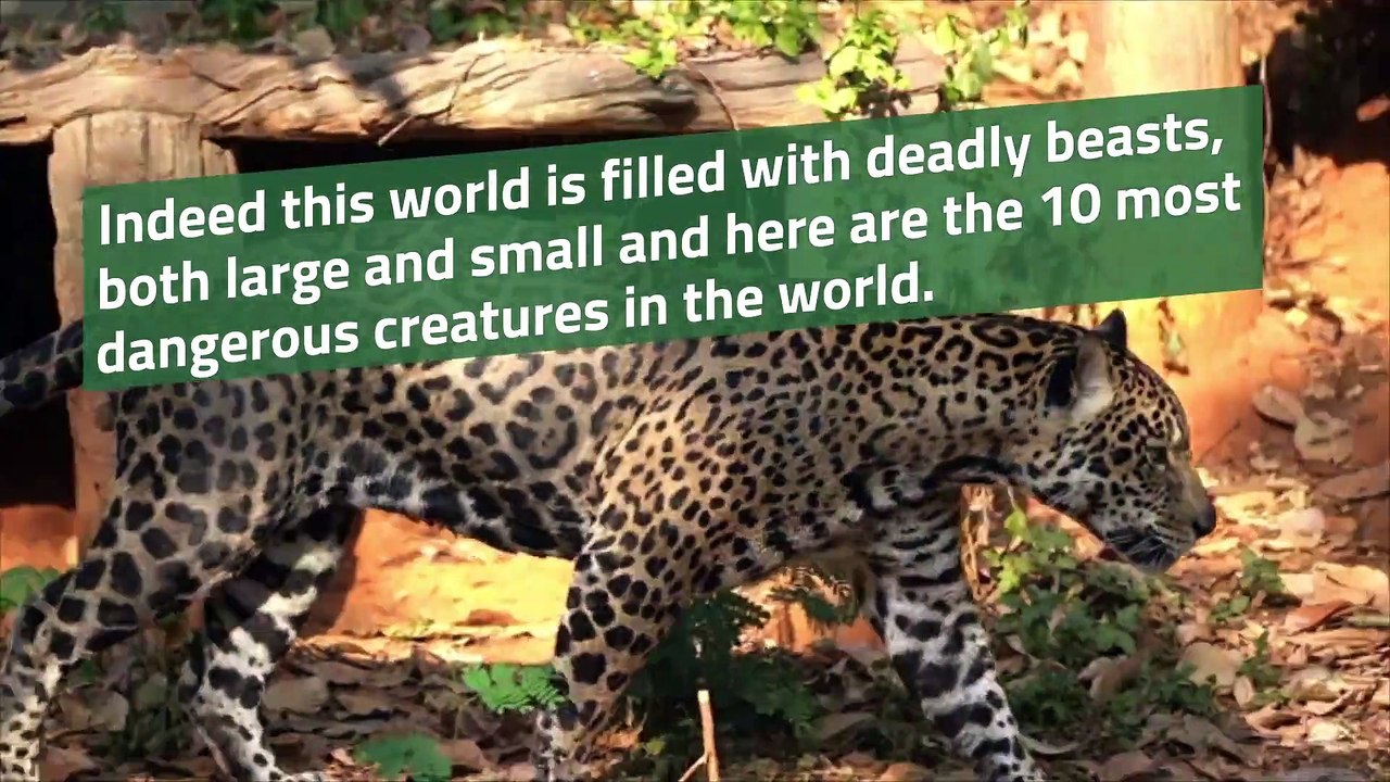 Most Dangerous Animals In The Wild