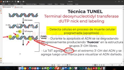 ✅ TECNICA DE TUNEL PARA VER CELULAS APOPTOSIS
