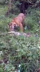 सुल्ताना ने किया हरिण का शिकार