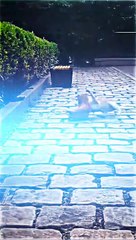 bukan sembarang oyen