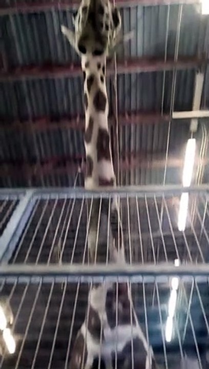A Zookeeper's Perspective