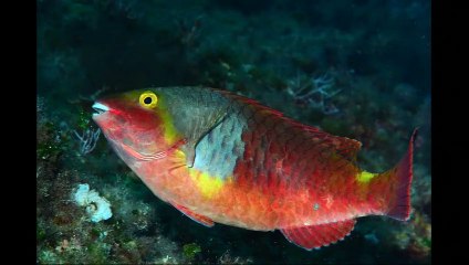 Come un Safari ma sott'acqua: quante scoperte sui fondali di Ischia
