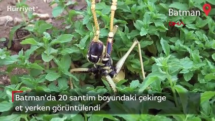 Batman'da 20 santim boyundaki çekirge et yerken görüntülendi