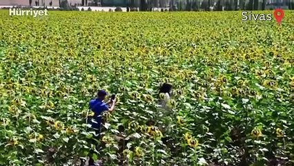 Sivas'ta ayçiçeği tarlaları görsel şölen sunuyor