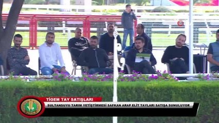 Şampiyon atın yavruları rekor fiyatla satıldı