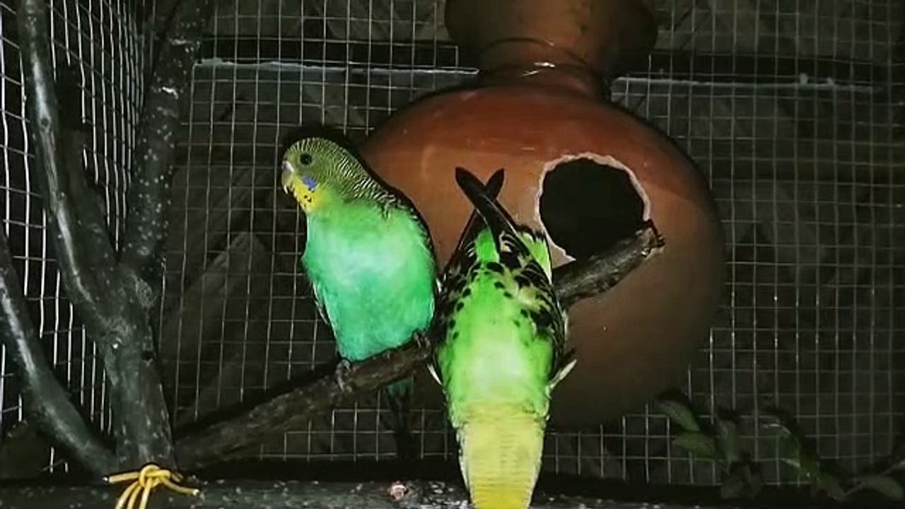 Parakeet pair video