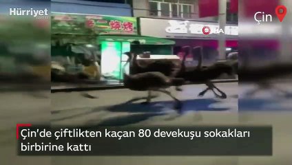 Çin’de çiftlikten kaçan 80 devekuşu sokakları birbirine kattı