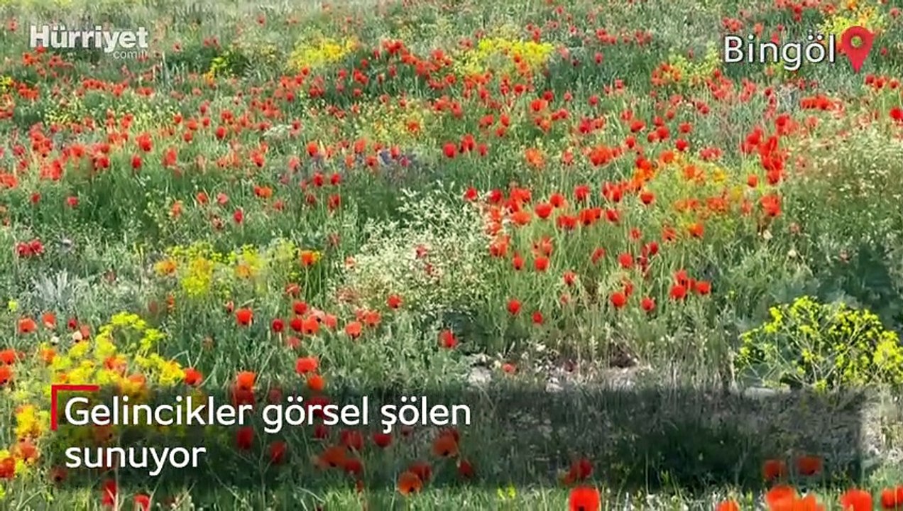 Bingöl'de gelincikler görsel şölen sunuyor