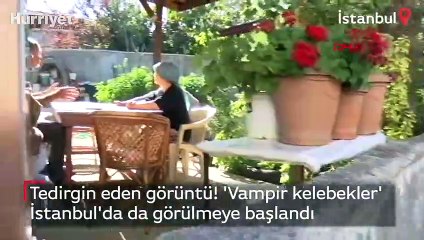 'Vampir kelebekler' İstanbul'da da görülmeye başlandı
