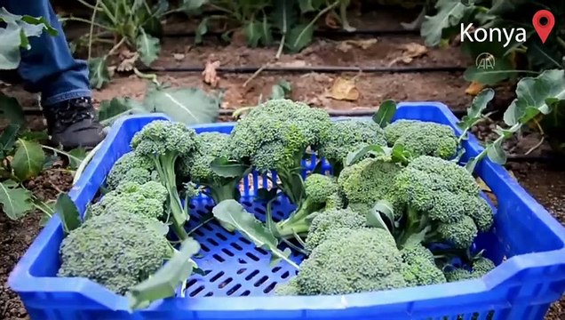 Salgında hobi amaçlı sera kuran mühendis, sebze talebine yetişemez duruma geldi