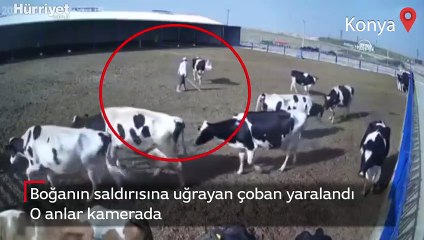 Talihsiz çoban, öfkeli boğanın hedefi oldu! O anlar kamerada
