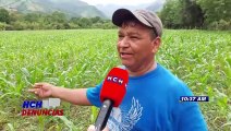 ¡Negativo! Más del 40% de cultivos perdidos por inundaciones se contabilizan en Olancho