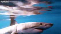 ABD'de dev köpekbalığı balık tutanlara böyle saldırdı