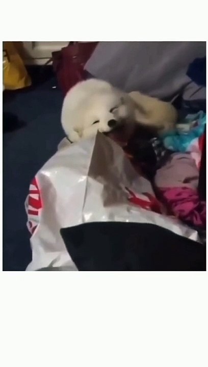 Funny Cat jump