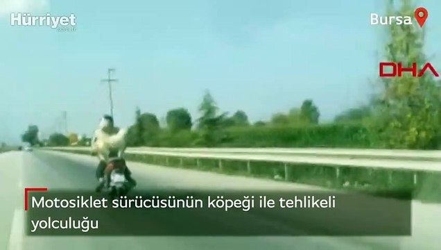 Motosiklet sürücüsünün köpeği ile tehlikeli yolculuğu