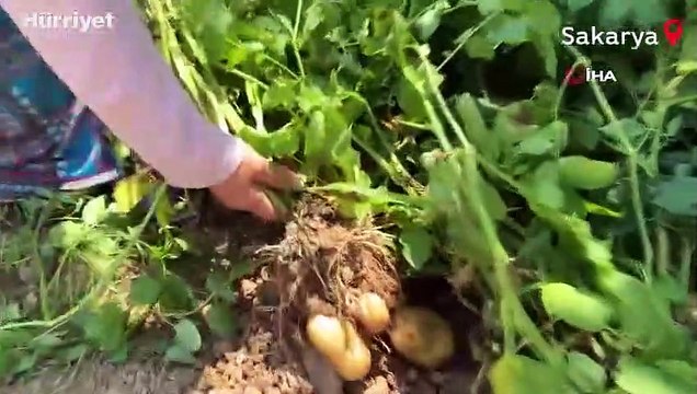 Sakarya’da şaşırtan olay: Tarlalarına patates ektiler, domates çıktı
