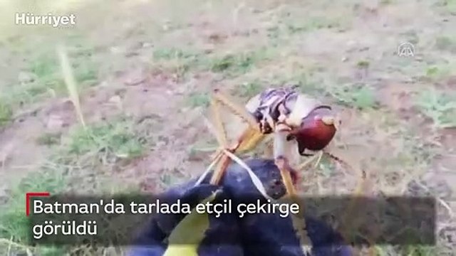 Batman'da tarlada etçil çekirge görüldü