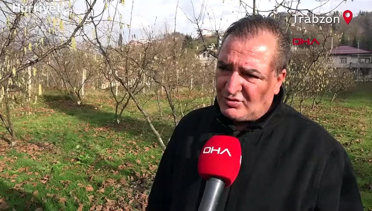 Trabzon'da 'drakula' tehlikesi! Ağaçlar sökülüp yakılıyor