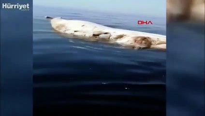 İskenderun Körfezi'nde balıkçıların kamerasına bu kez ölü balina takıldı
