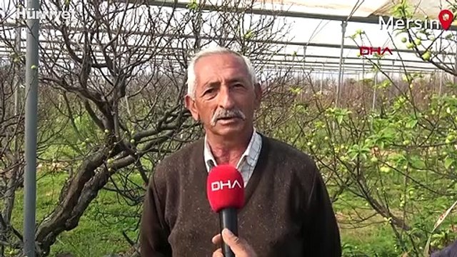 Sezonun ilk erik hasadı yapıldı kilosu 500 TL'den satıldı