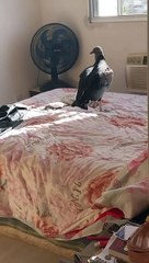 Man Finds Vulture in His Bedroom