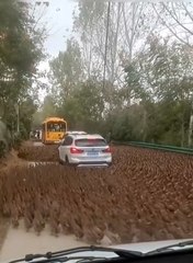 Invasion de canards... La route disparait