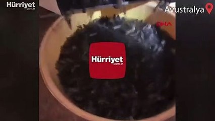 Avustralya'da fare istilasına '5 bin litrelik zehir' çözümü