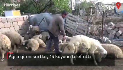 Télécharger la video: Ağıla giren kurtlar, 13 koyunu telef etti