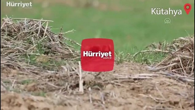 Nesli tükenme tehlikesi altındaki alaca sansar Kütahya'da görüldü