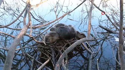 Su maymunları Edirne'yi mesken tuttu