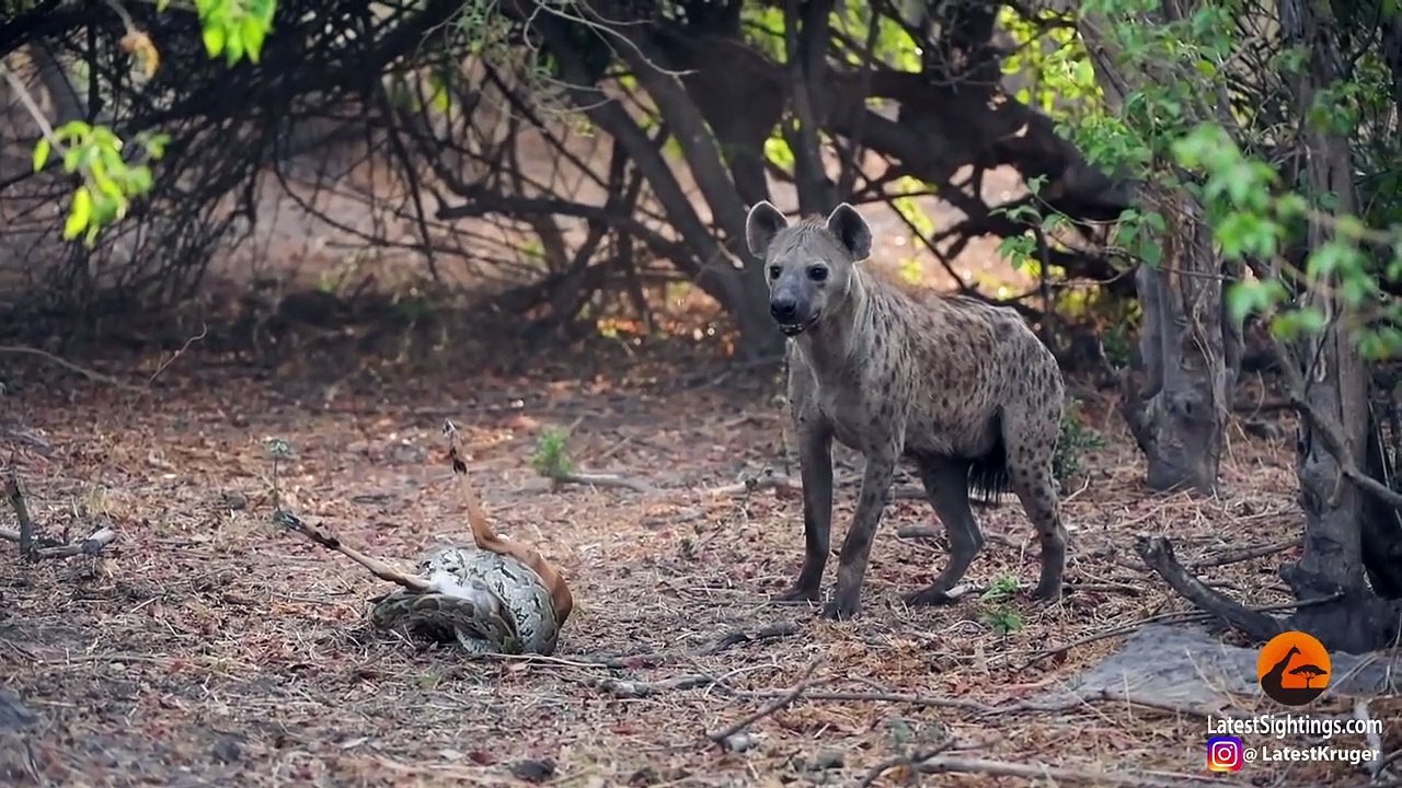 IMPALA BABY TRIES ESCAPING PYTHON & HYENA