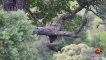 WARTHOGS WALK RIGHT INTO LEOPARD