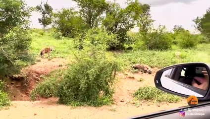 LIONESS SNEAKS UP ON SLEEPING HYENA CUBS