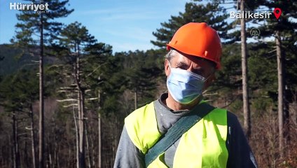 Genç fidanlar güneş alsın diye metrelerce yükseklikte ağaç buduyorlar