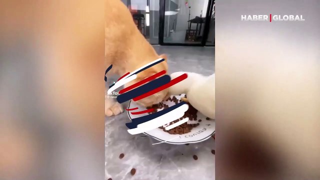 Sosyal medyada paylaşım rekoru kırdı! Mamasını yiyen ördeği kovalayan kedi gündem oldu