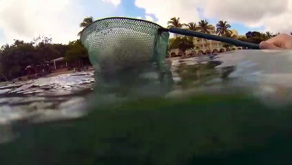 30 Interesting Animal Moments Filmed At the Beach #2