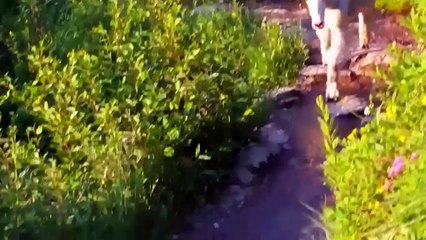 100 Interesting Animal Moments Caught On Camera #4