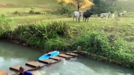 8 Minutes Of Interesting Animal Moments Caught On Camera