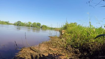 30 Interesting Animal Moments Filmed At Lakes and Rivers