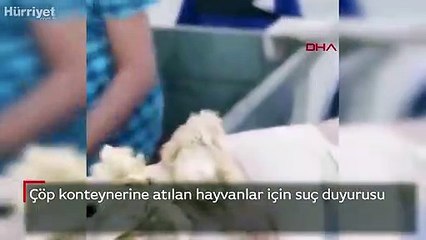 Bunun tek bir açıklaması var... Vicdansızlık!