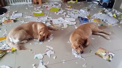 Guilty Dogs Getting Caught!  Best Moments