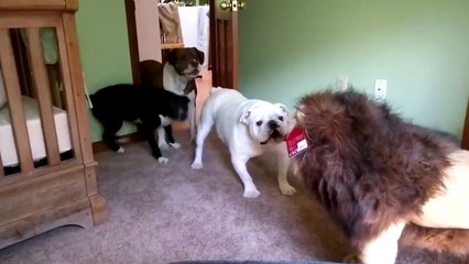 25 Unbelievable Animal Moments Caught On Camera