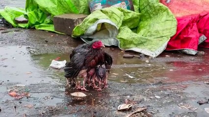 UNBELIEVABLE MOMENTS of Animal Protective Instincts