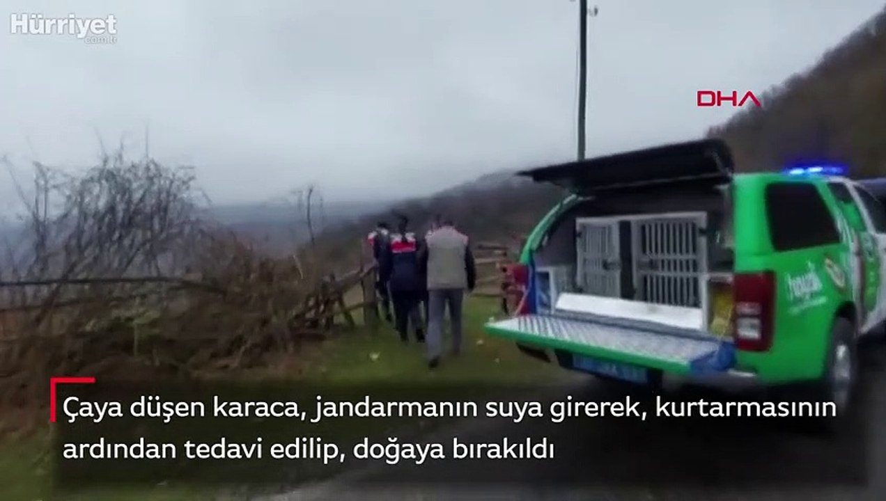 Jandarmanın çaya girerek, kurtardığı karacaya tedavi