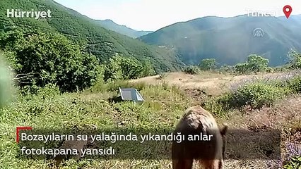 Tunceli'de bozayıların banyo keyfi