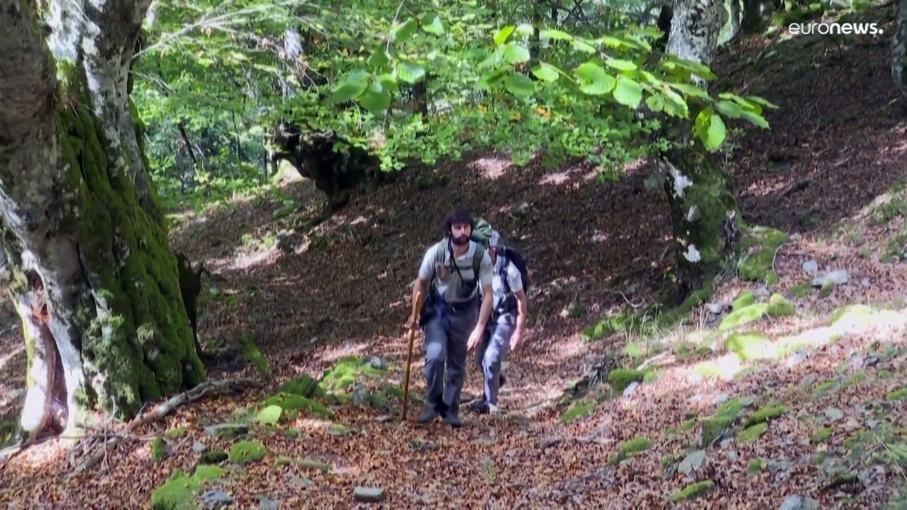 Besuch bei Meister Petz: Wissenschaftler erforschen Braunbären in den Pyrenäen